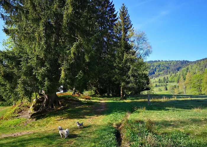 B4 Albmatte Apartament Menzenschwand-Hinterdorf